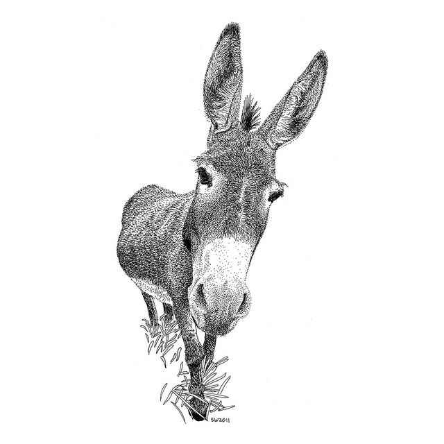 640x640 Donkey Drawing Face For Free Download - Donkey Face Drawing