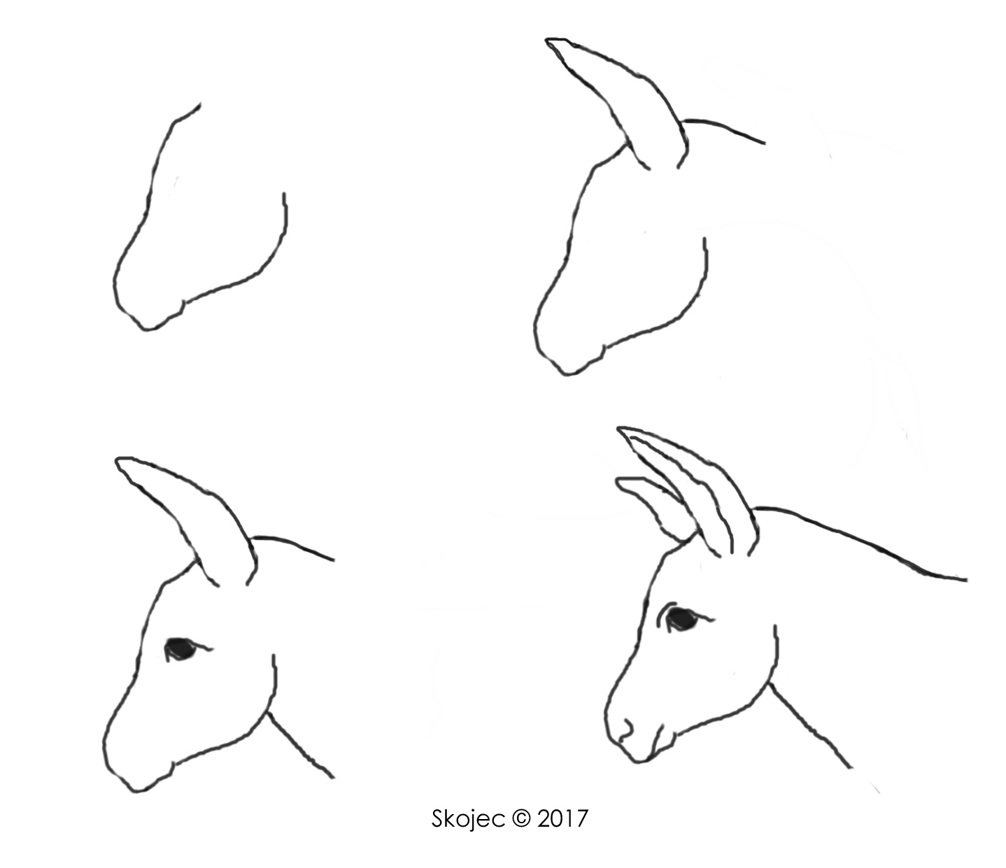 Donkey Face Drawing at Explore collection of