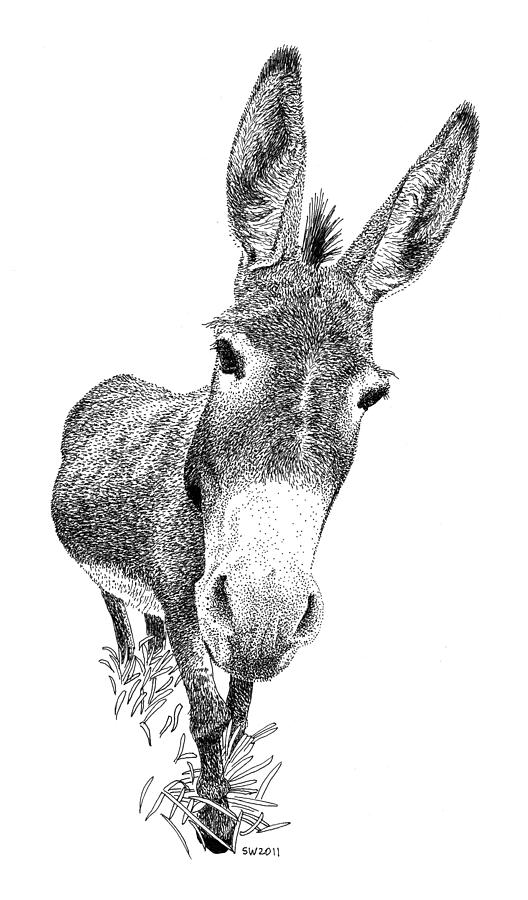 528x900 Donkey Drawing - Donkey Head Drawing