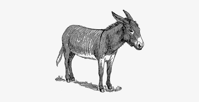 820x420 Donkey Head Standing Animal Tail Ears Mamm - Donkey Head Drawing