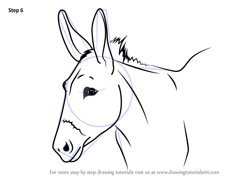 846x600 Learn How To Draw A Donkey Face - Donkey Head Drawing