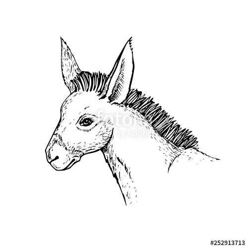 500x500 Donkey Head Drawing Side View Stock Image And Royalty Free Vector - Donkey Head Drawing
