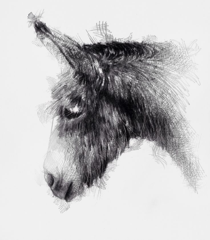 736x843 Donkey Head Sculpture - Donkey Head Drawing