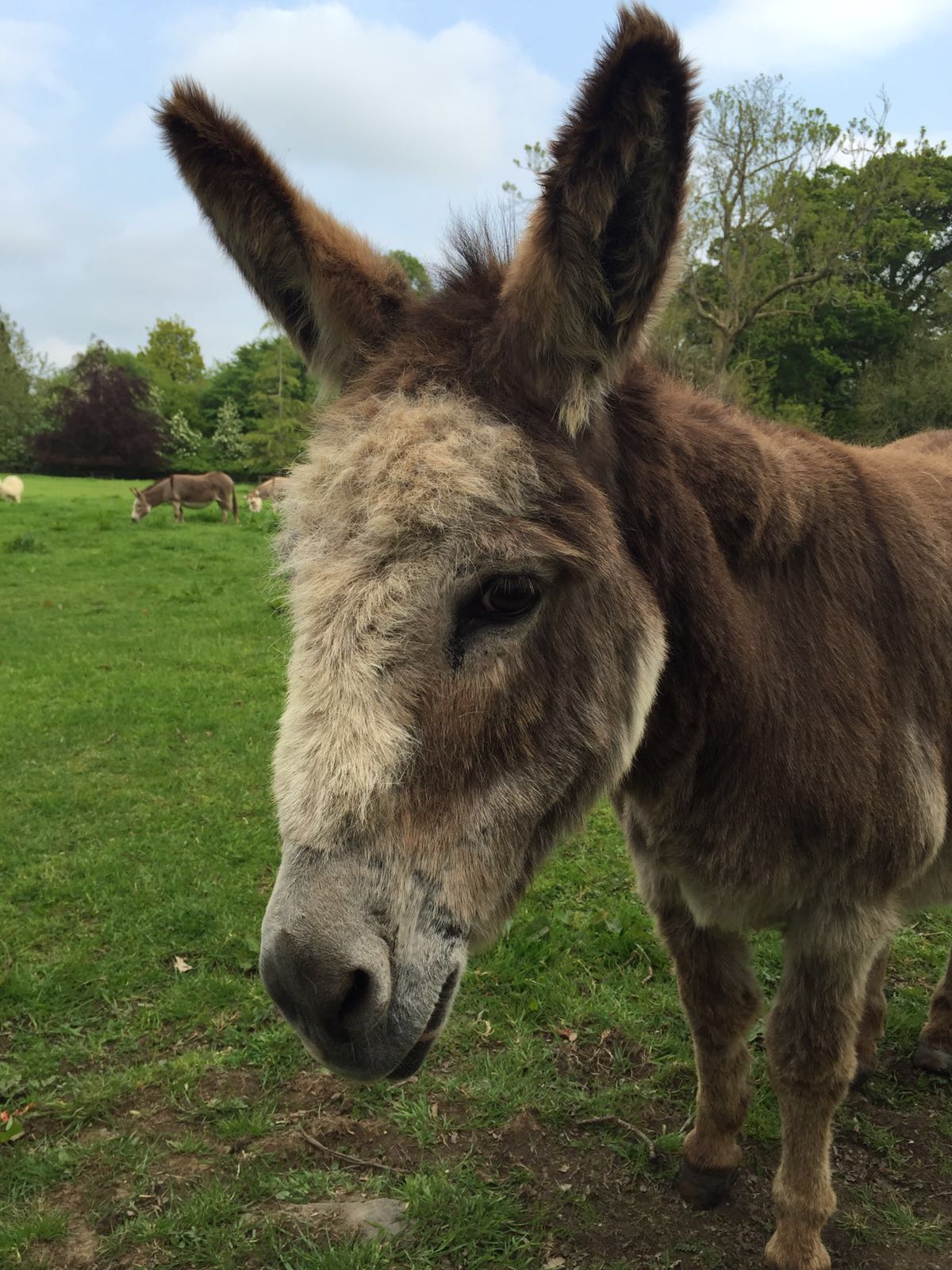 1200x1600 Donkey Colin Bradley Art - Donkey Line Drawing