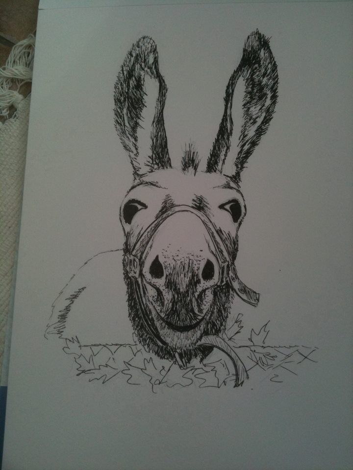 720x960 Donkey Line Drawing Art Drawings, Artwork And Art - Donkey Line Drawing