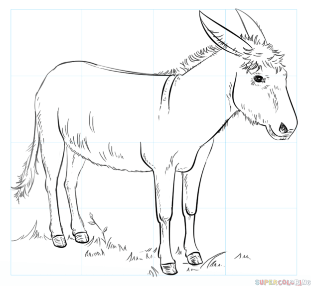 624x575 Donkey Drawing For Free Download - Donkey Line Drawing