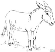 236x221 Best Donkeys Images Animal Drawings, Animal Pictures, Donkey - Donkey Line Drawing