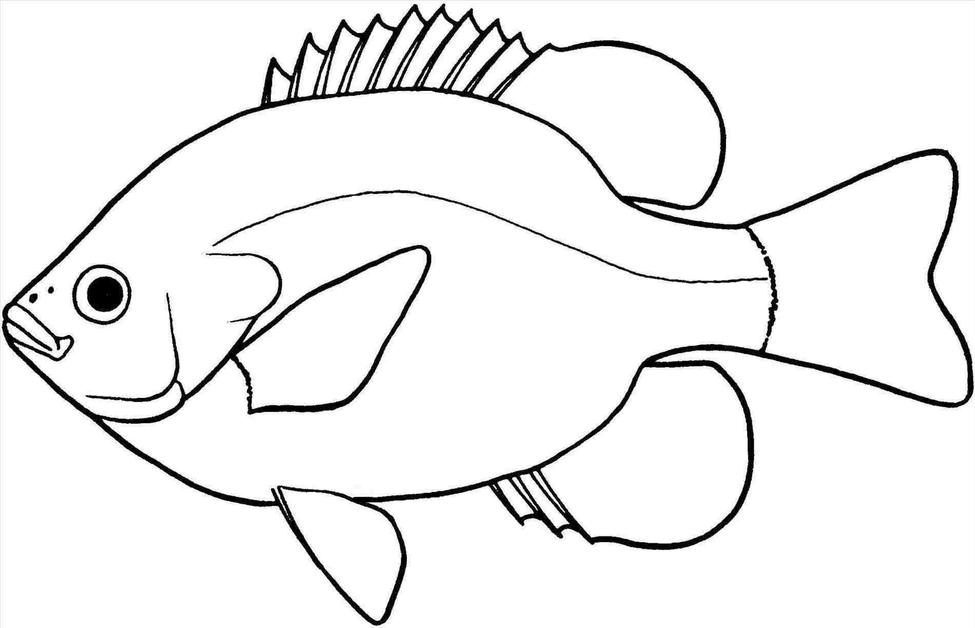 1900x1223 Easy Fish To Draw Nemo Drawing Fresh - Dory Drawing