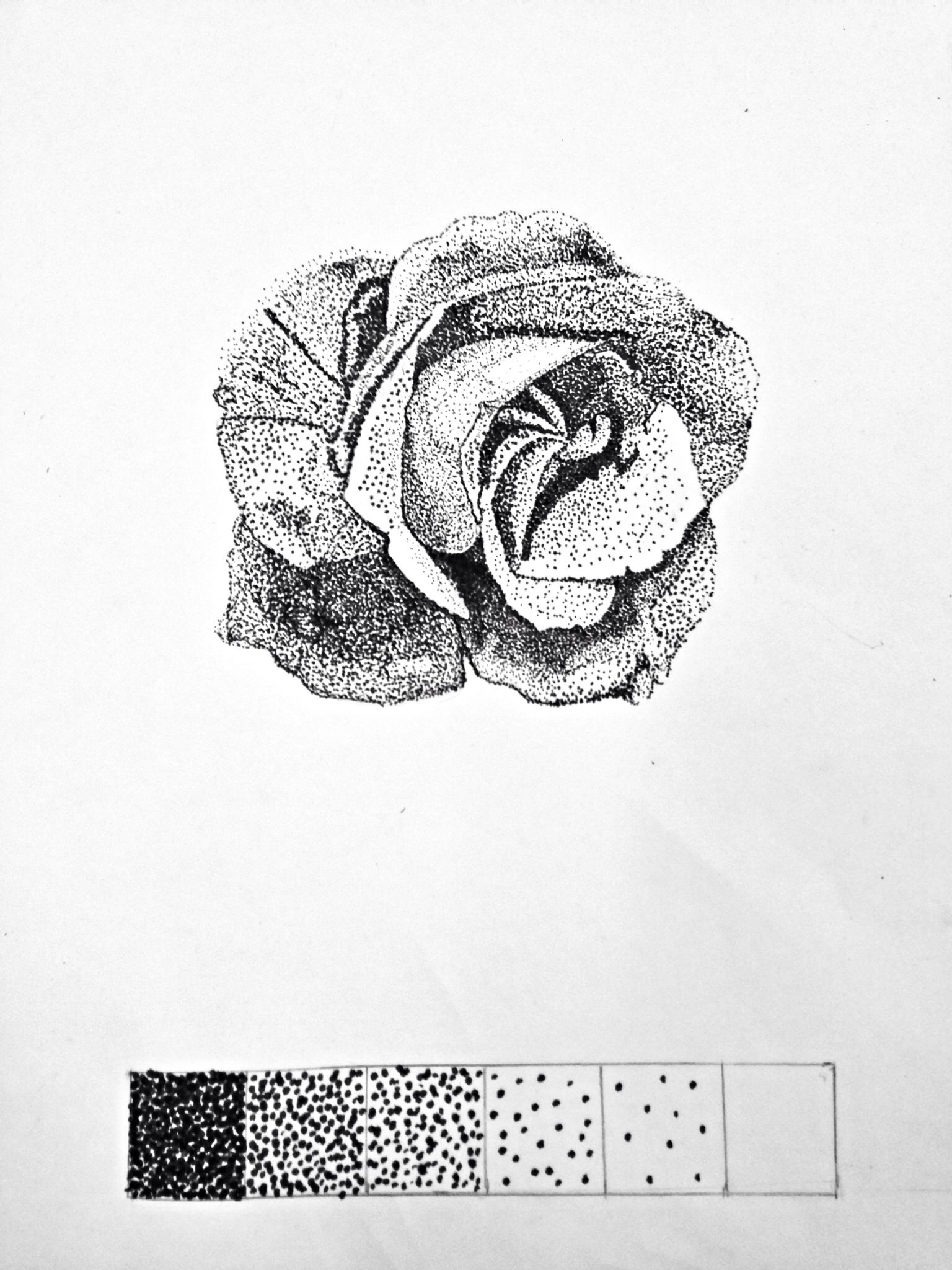 1536x2048 rose dot pointillism art project using a calligraphy pen value - Dot Art Drawing