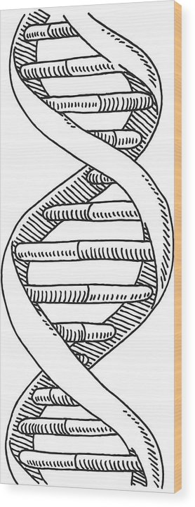 278x720 Dna Double Helix Vertical Drawing Wood Print - Double Helix Drawing