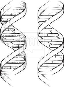223x300 Pencil Drawing Dna Helix Dna Art In Dna Drawing, Dna Art - Double Helix Drawing