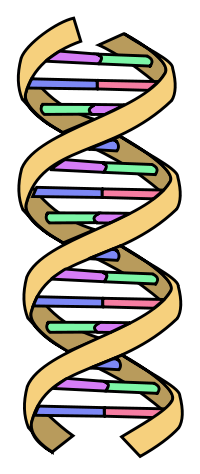 200x474 Sciblogs How To Spot A Badly Drawn Dna Helix - Double Helix Drawing