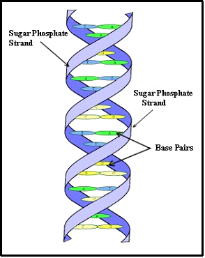 294x370 A Short Course In Genetic Genealogy - Double Helix Drawing
