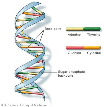 356x367 Unseen Rare Collection Dna Damage,dna Double Helix Structure,dna - Double Helix Drawing