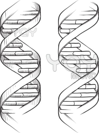 381x512 Dna Double Helix Bible Journaling - Double Helix Drawing