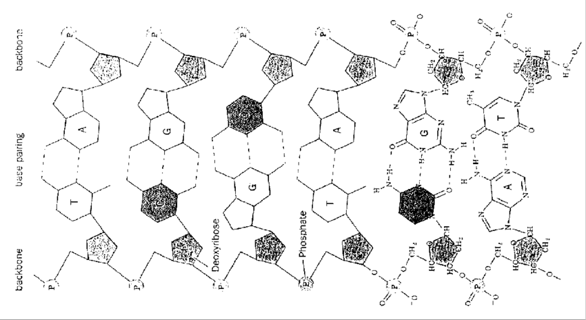 850x464 A Flattened Representation Of The Dna Double Helix Structure - Double Helix Drawing