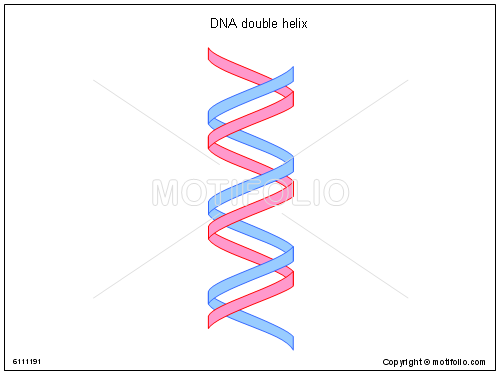 500x375 Dna Double Helix Illustrations - Double Helix Drawing