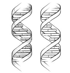 236x248 Draw It Neat How To Draw Dna Design - Double Helix Drawing