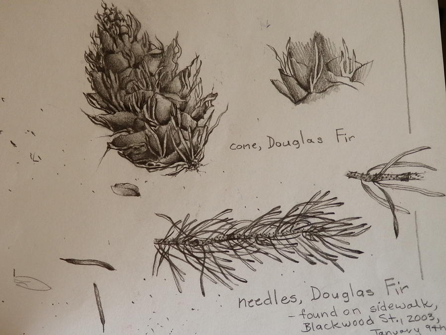 900x675 Douglas Fir Cone Drawing - Douglas Fir Drawing