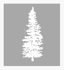 Douglas Fir Drawing at PaintingValley.com | Explore collection of ...