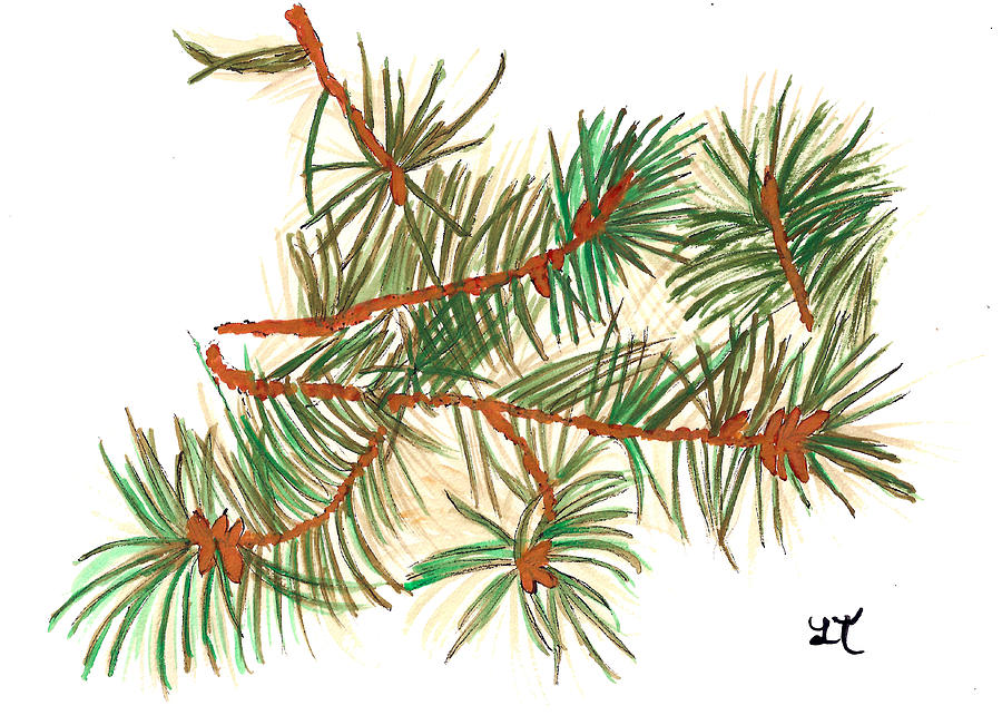900x651 Douglas Fir Drawing - Douglas Fir Drawing
