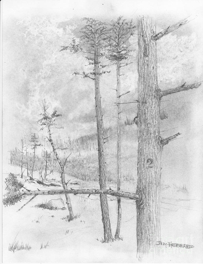 694x900 Douglas Fir Drawing - Douglas Fir Drawing