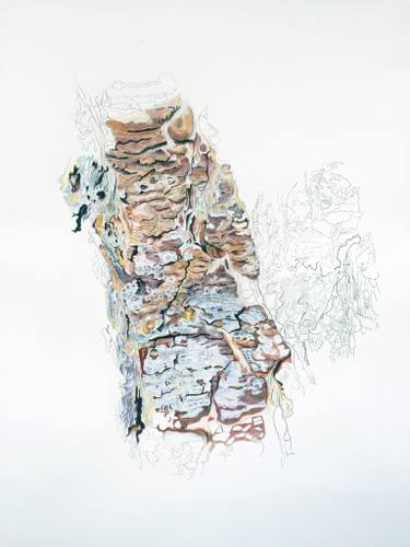 375x500 Douglas Fir Bark Drawing - Douglas Fir Drawing