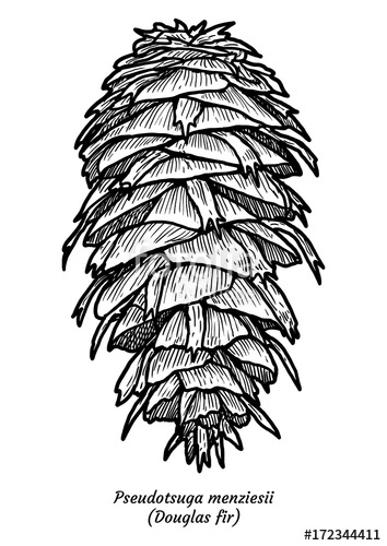 354x500 Douglas Fir Illustration, Drawing, Engraving, Ink, Line Art - Douglas Fir Drawing