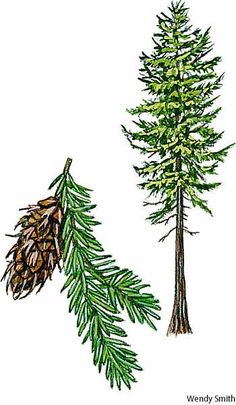 Douglas Fir Drawing at PaintingValley.com | Explore collection of ...