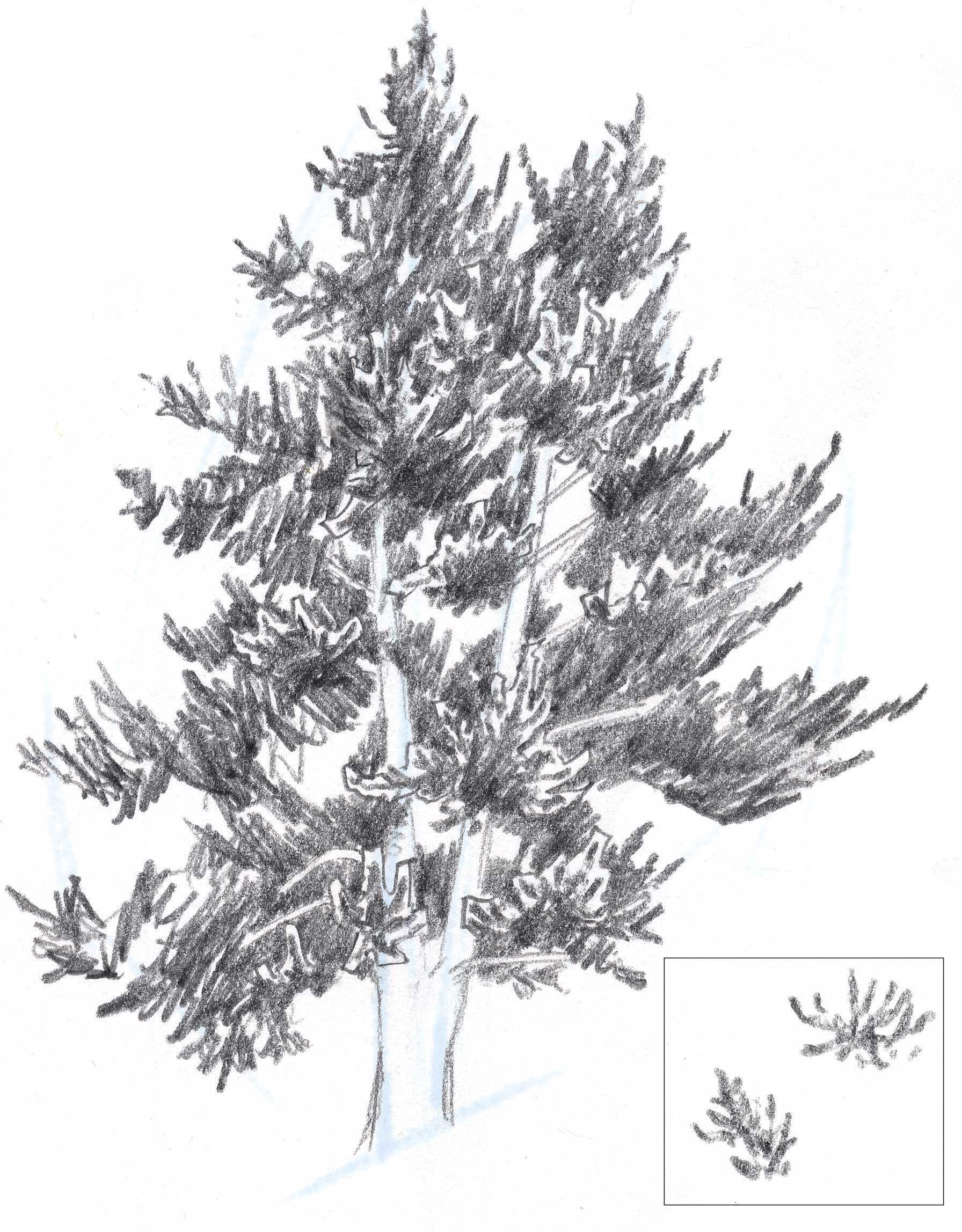 1792x2296 Douglass Fir Sbs - Douglas Fir Drawing