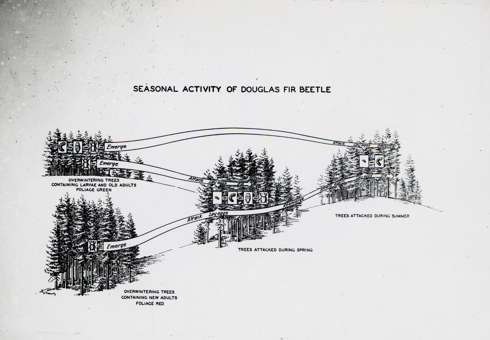 1664x1157 Drawing - Douglas Fir Drawing
