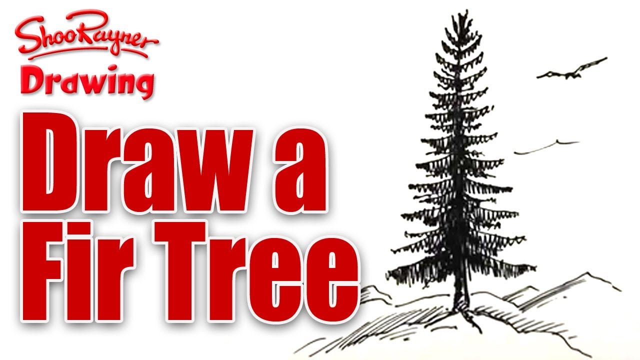 1280x720 Learn To Draw A Fir Tree - Douglas Fir Drawing