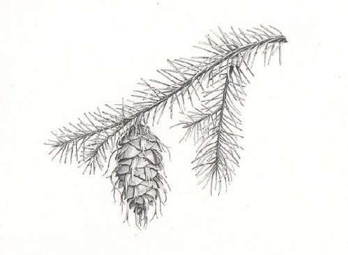 499x366 Sba Course, Assignment - Douglas Fir Drawing