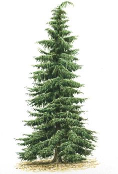 236x348 Douglas Fir Tree Drawing - Douglas Fir Drawing