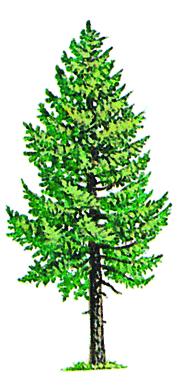 182x389 collars - Douglas Fir Drawing