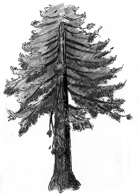 Douglas Fir Drawing at PaintingValley.com | Explore collection of ...