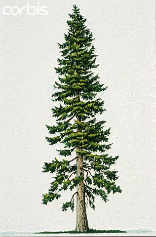 316x480 Douglas Fir Ink Pine Tree Tattoo, Douglas Fir Tree, Forest Tattoos - Douglas Fir Drawing