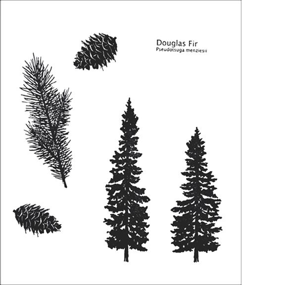 Douglas Fir Tree Drawing at Explore collection of