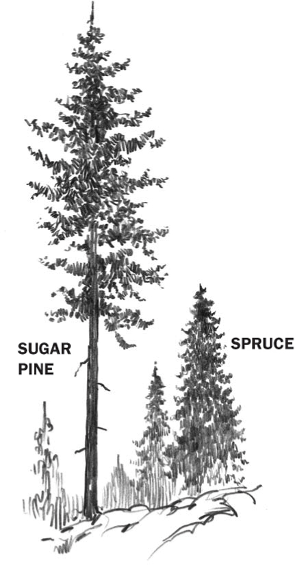 450x825 Douglas Fir Tree Silhouette - Douglas Fir Tree Drawing