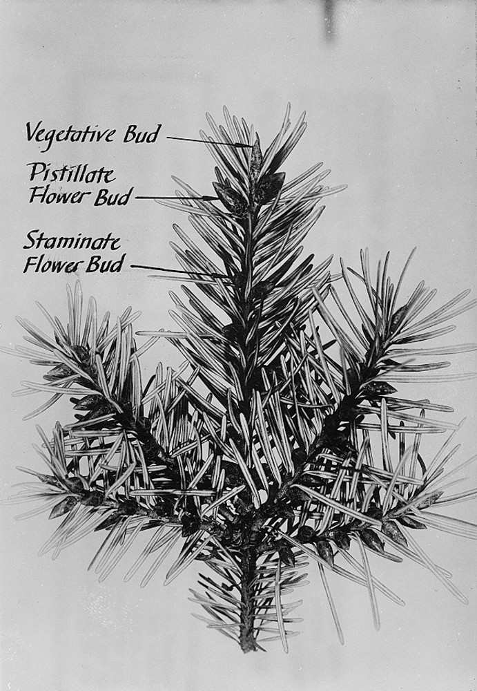 691x1000 Douglas Fir - Douglas Fir Tree Drawing
