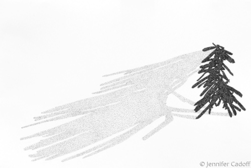 500x336 Drawing Shadow Pine Bit - Douglas Fir Tree Drawing
