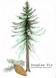 215x300 drawn fir tree doug fir - Douglas Fir Tree Drawing
