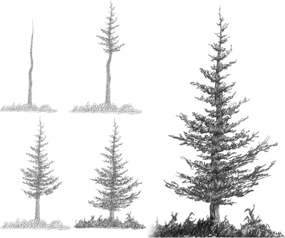575x480 Drawn Fir Tree - Douglas Fir Tree Drawing