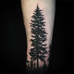 236x236 Evergreen Douglas Fir Tattoos Ideas And Designs - Douglas Fir Tree Drawing