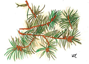 300x217 Fir Trees Drawings Fine Art America - Douglas Fir Tree Drawing