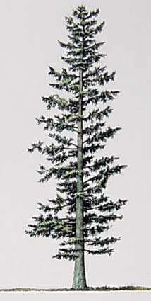 Douglas Fir Tree Drawing at PaintingValley.com | Explore collection of ...