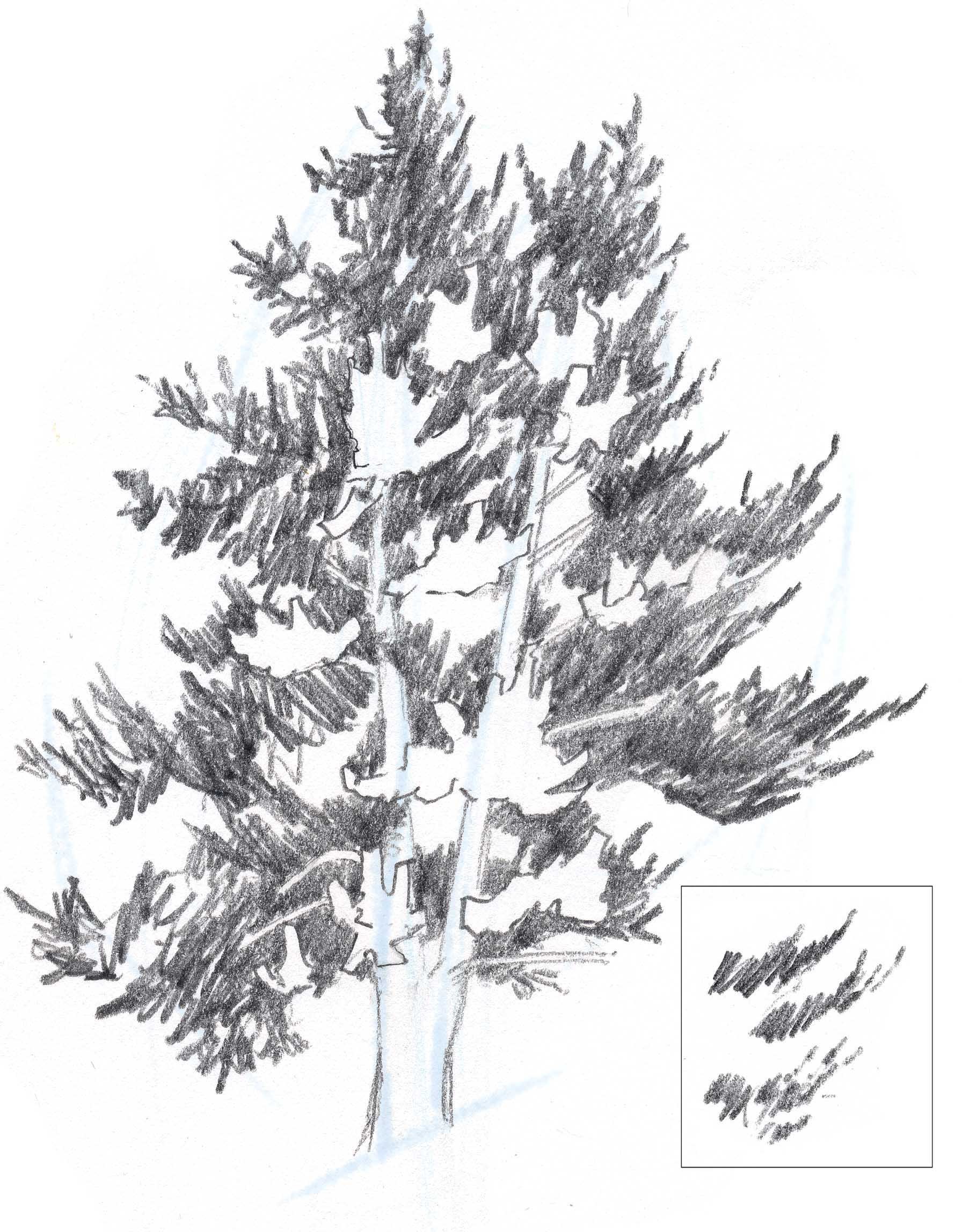 1792x2296 How To Draw Trees Conifers - Douglas Fir Tree Drawing