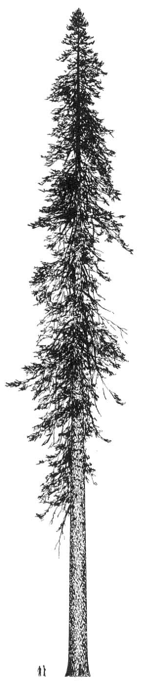 291x1403 I Am So Small And The World Is So Big Tattoos Tree Silhouette - Douglas Fir Tree Drawing