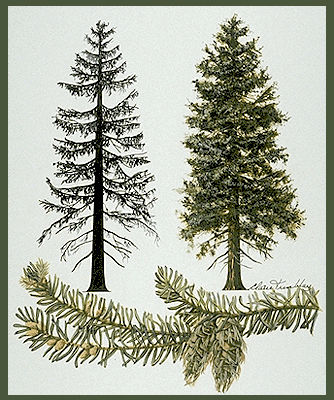 334x400 lumber and wood industries the canadian encyclopedia - Douglas Fir Tree Drawing