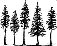 236x189 Best Douglas Fir Tree - Douglas Fir Tree Drawing